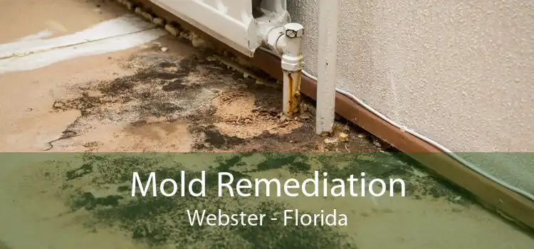 Mold Remediation Webster - Florida