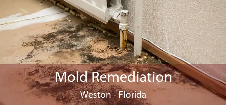 Mold Remediation Weston - Florida