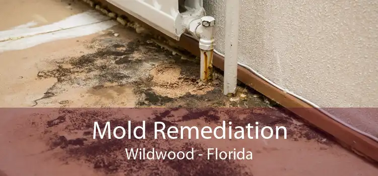 Mold Remediation Wildwood - Florida