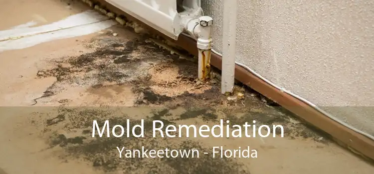 Mold Remediation Yankeetown - Florida