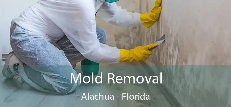 Mold Removal Alachua - Florida