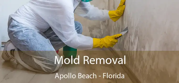 Mold Removal Apollo Beach - Florida