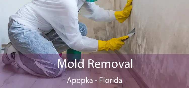 Mold Removal Apopka - Florida