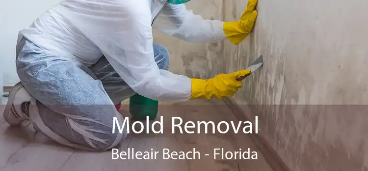 Mold Removal Belleair Beach - Florida