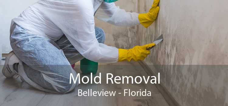 Mold Removal Belleview - Florida