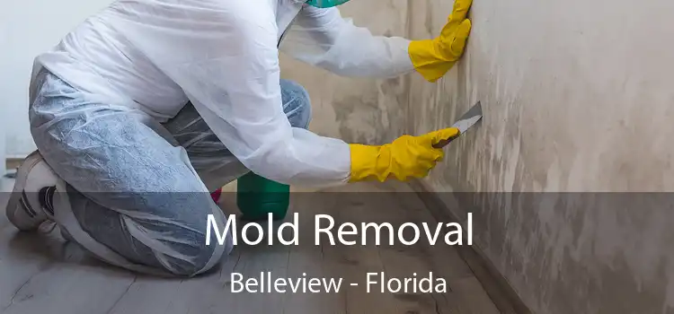 Mold Removal Belleview - Florida