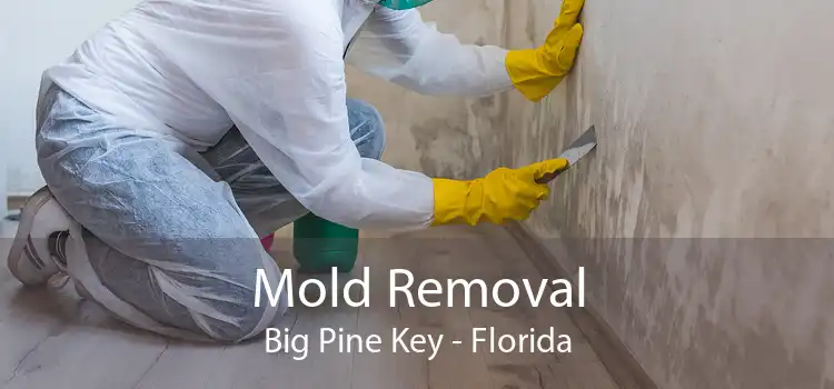 Mold Removal Big Pine Key - Florida