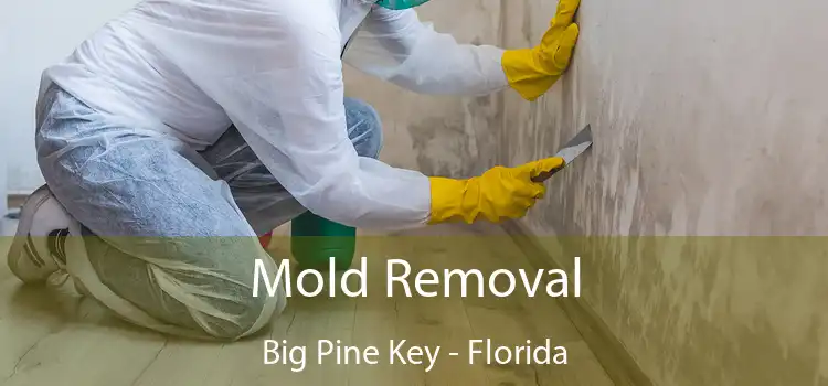 Mold Removal Big Pine Key - Florida