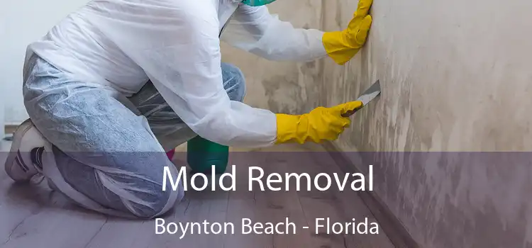 Mold Removal Boynton Beach - Florida