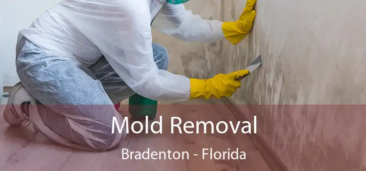 Mold Removal Bradenton - Florida