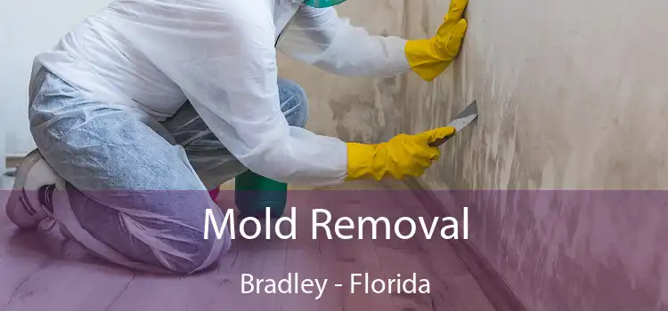 Mold Removal Bradley - Florida