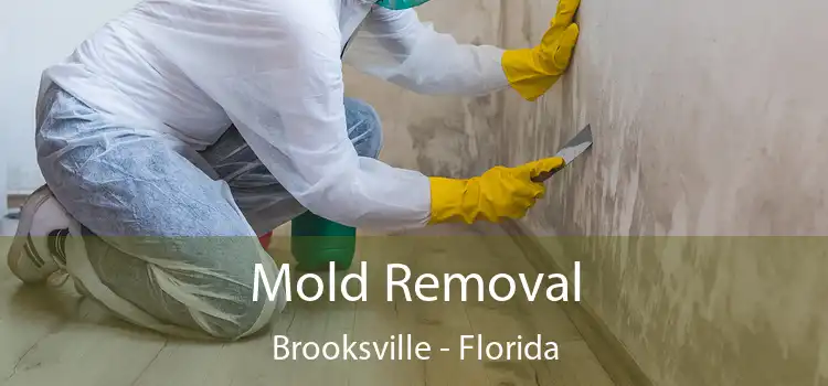 Mold Removal Brooksville - Florida