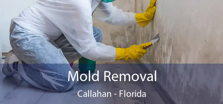 Mold Removal Callahan - Florida