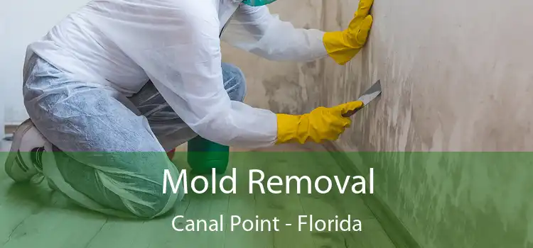 Mold Removal Canal Point - Florida