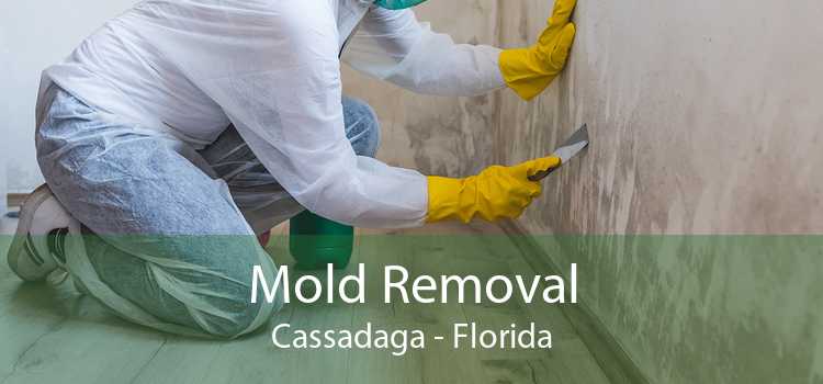 Mold Removal Cassadaga - Florida
