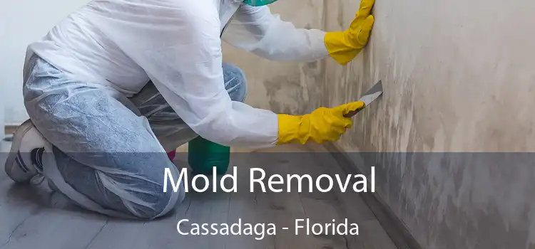 Mold Removal Cassadaga - Florida