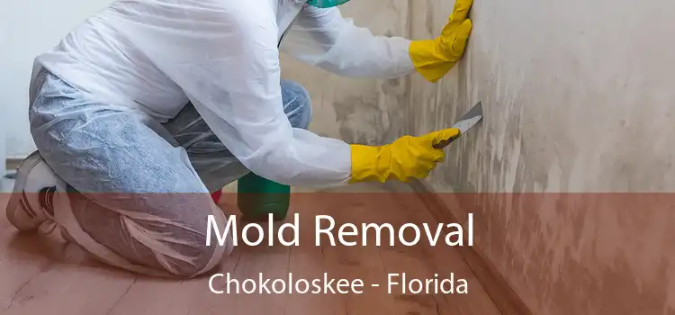 Mold Removal Chokoloskee - Florida