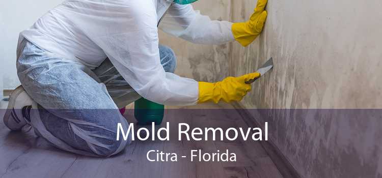 Mold Removal Citra - Florida