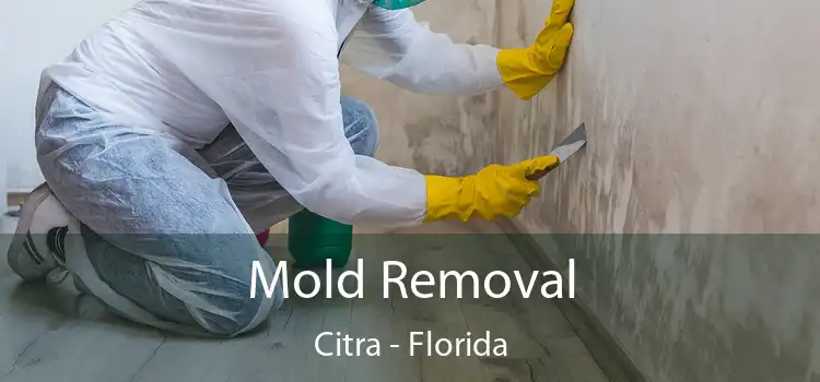 Mold Removal Citra - Florida