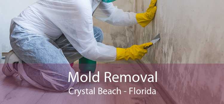 Mold Removal Crystal Beach - Florida