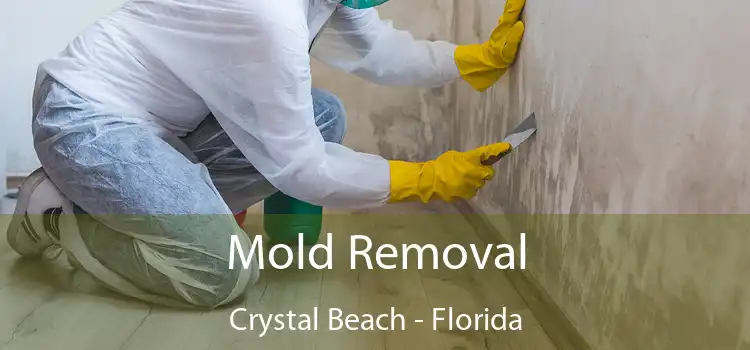 Mold Removal Crystal Beach - Florida