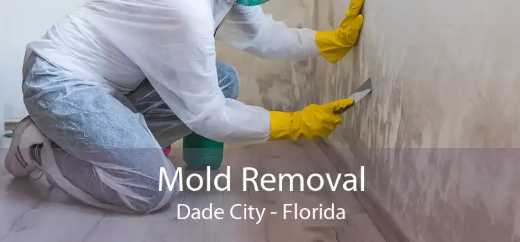 Mold Removal Dade City - Florida