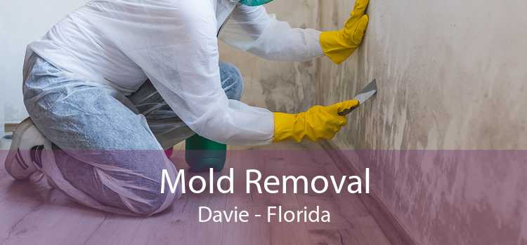Mold Removal Davie - Florida