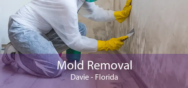 Mold Removal Davie - Florida