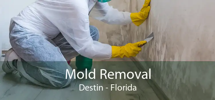 Mold Removal Destin - Florida