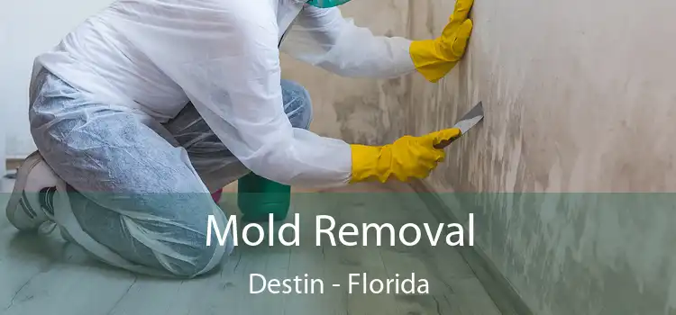 Mold Removal Destin - Florida