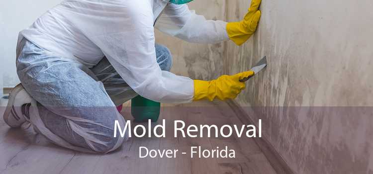 Mold Removal Dover - Florida