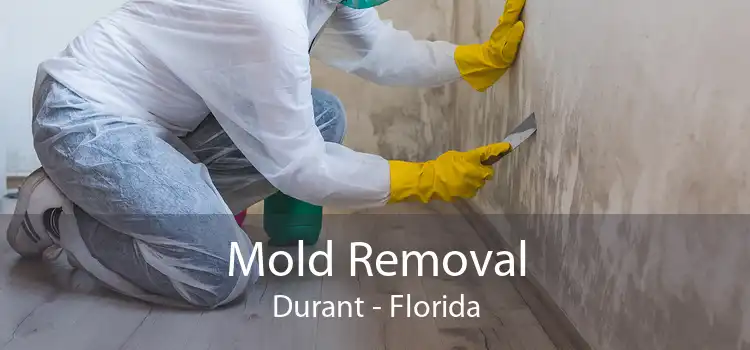 Mold Removal Durant - Florida