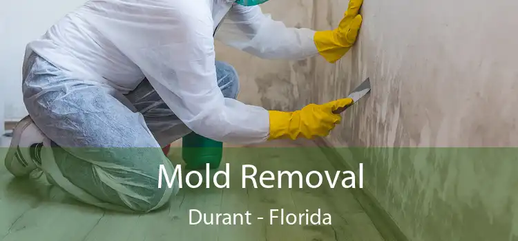 Mold Removal Durant - Florida