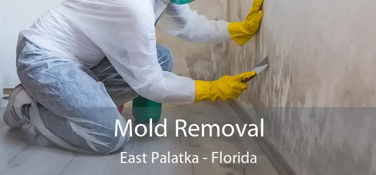 Mold Removal East Palatka - Florida