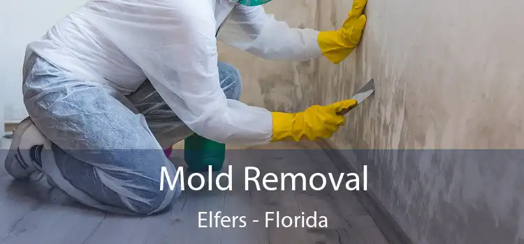 Mold Removal Elfers - Florida