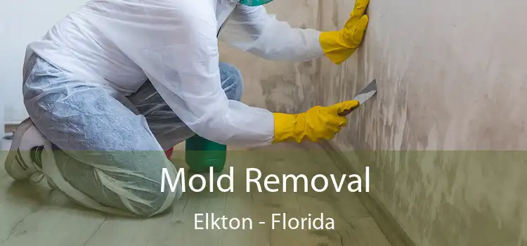 Mold Removal Elkton - Florida