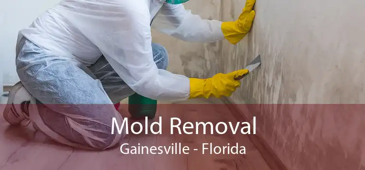 Mold Removal Gainesville - Florida