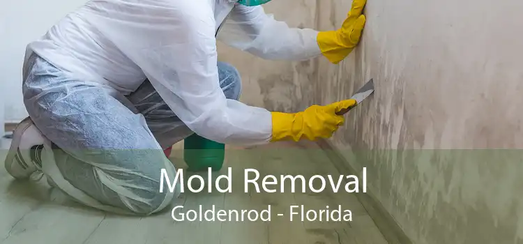 Mold Removal Goldenrod - Florida