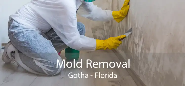 Mold Removal Gotha - Florida