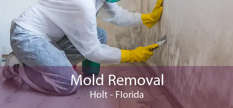 Mold Removal Holt - Florida