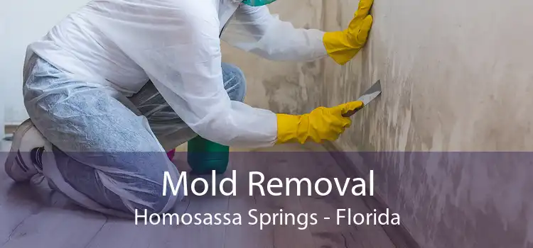 Mold Removal Homosassa Springs - Florida