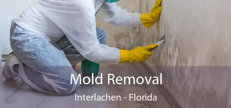 Mold Removal Interlachen - Florida