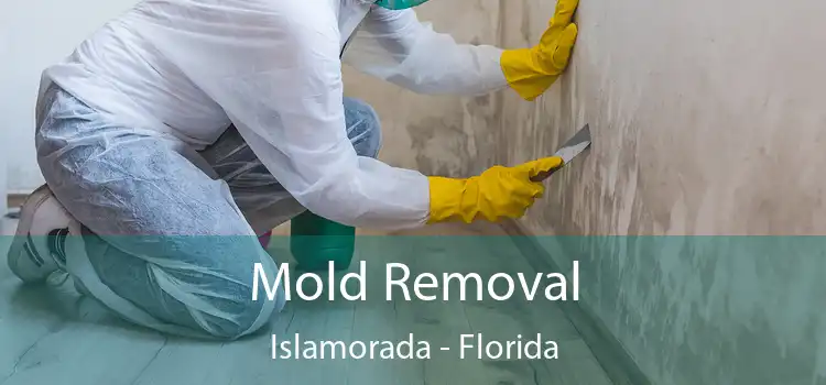 Mold Removal Islamorada - Florida