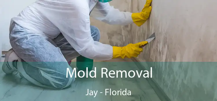 Mold Removal Jay - Florida