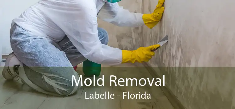 Mold Removal Labelle - Florida