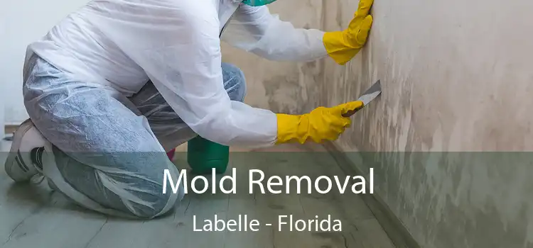 Mold Removal Labelle - Florida