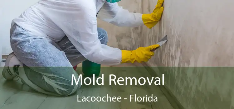 Mold Removal Lacoochee - Florida