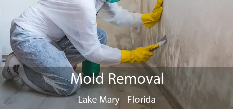 Mold Removal Lake Mary - Florida