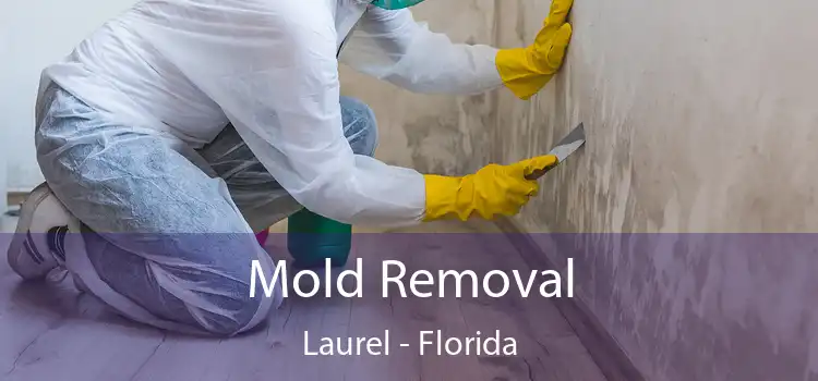 Mold Removal Laurel - Florida