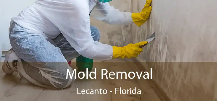 Mold Removal Lecanto - Florida